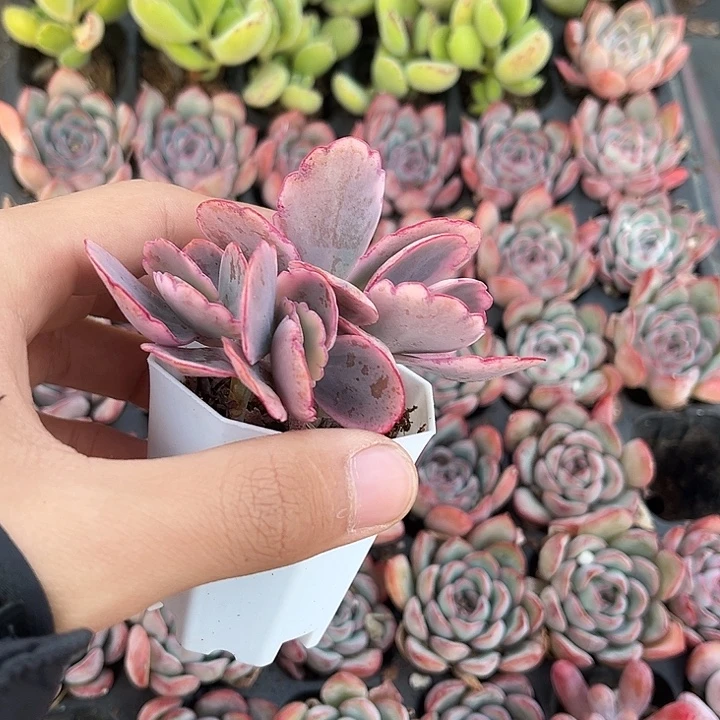 蝴蝶之舞5-6厘米1颗