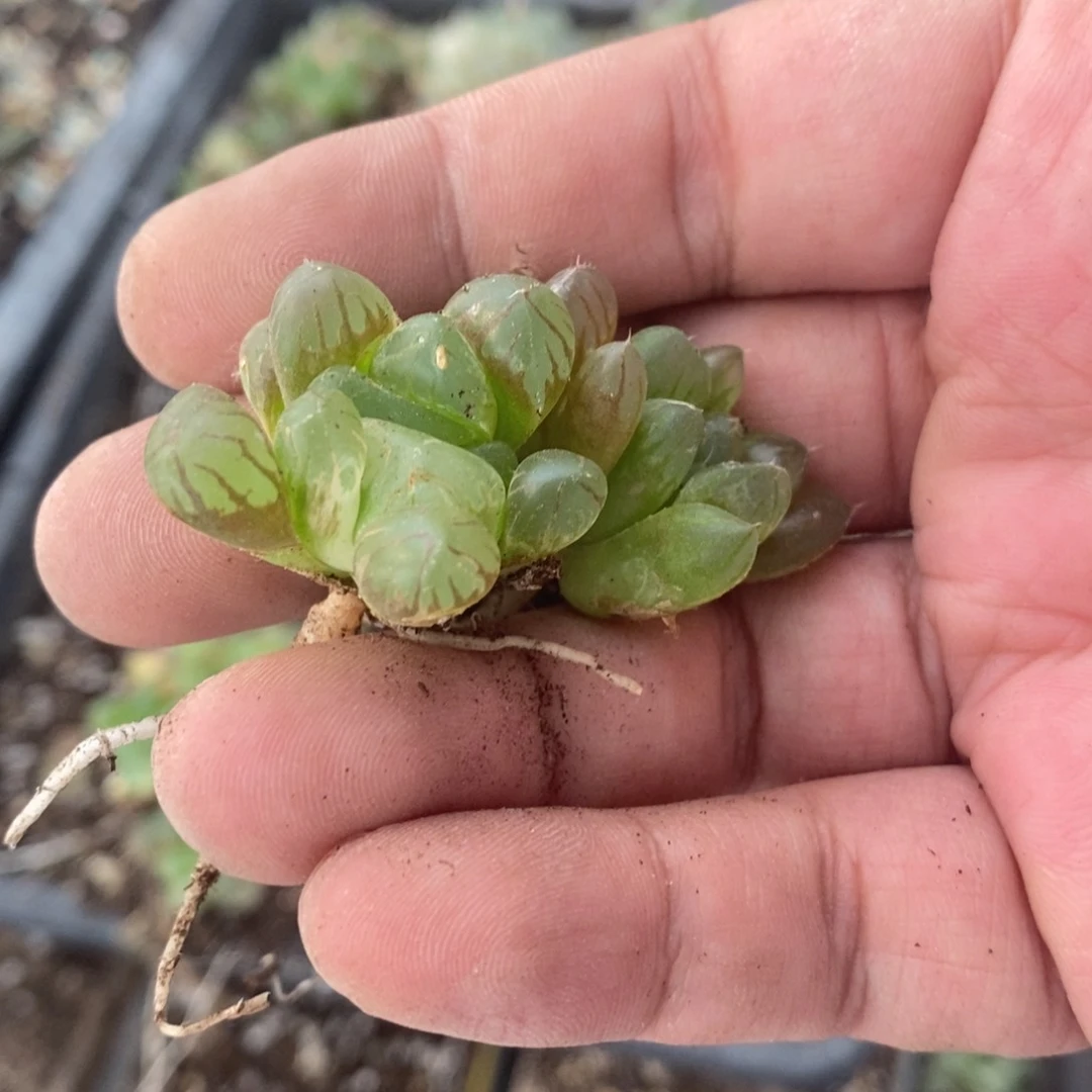 860 两颗雨露。超级福利。
