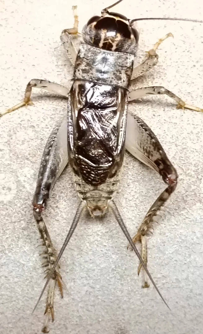 活体野生蟋蟀宠物活体饲料