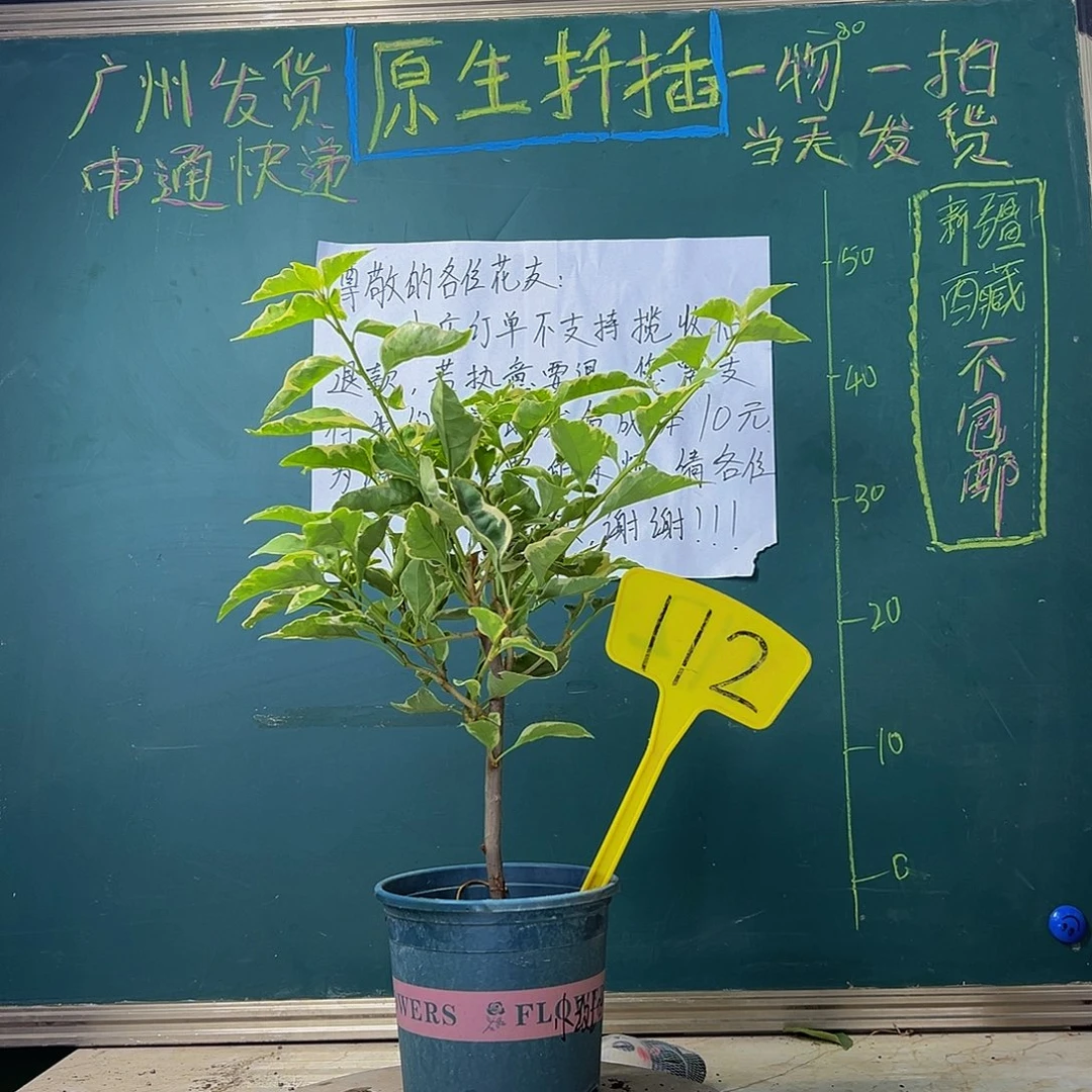 当前无花栽培后可以开花 小斑叶丽人 112
