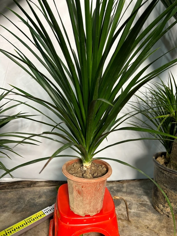 龙血树黑珍珠室内可养绿植，观赏绿植