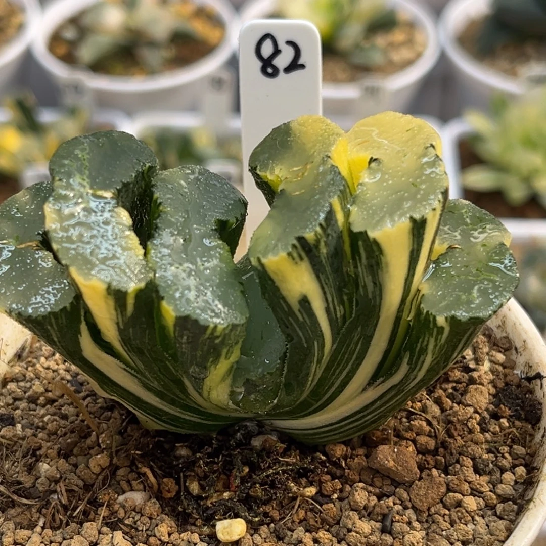 82广重玉扇锦福利专场