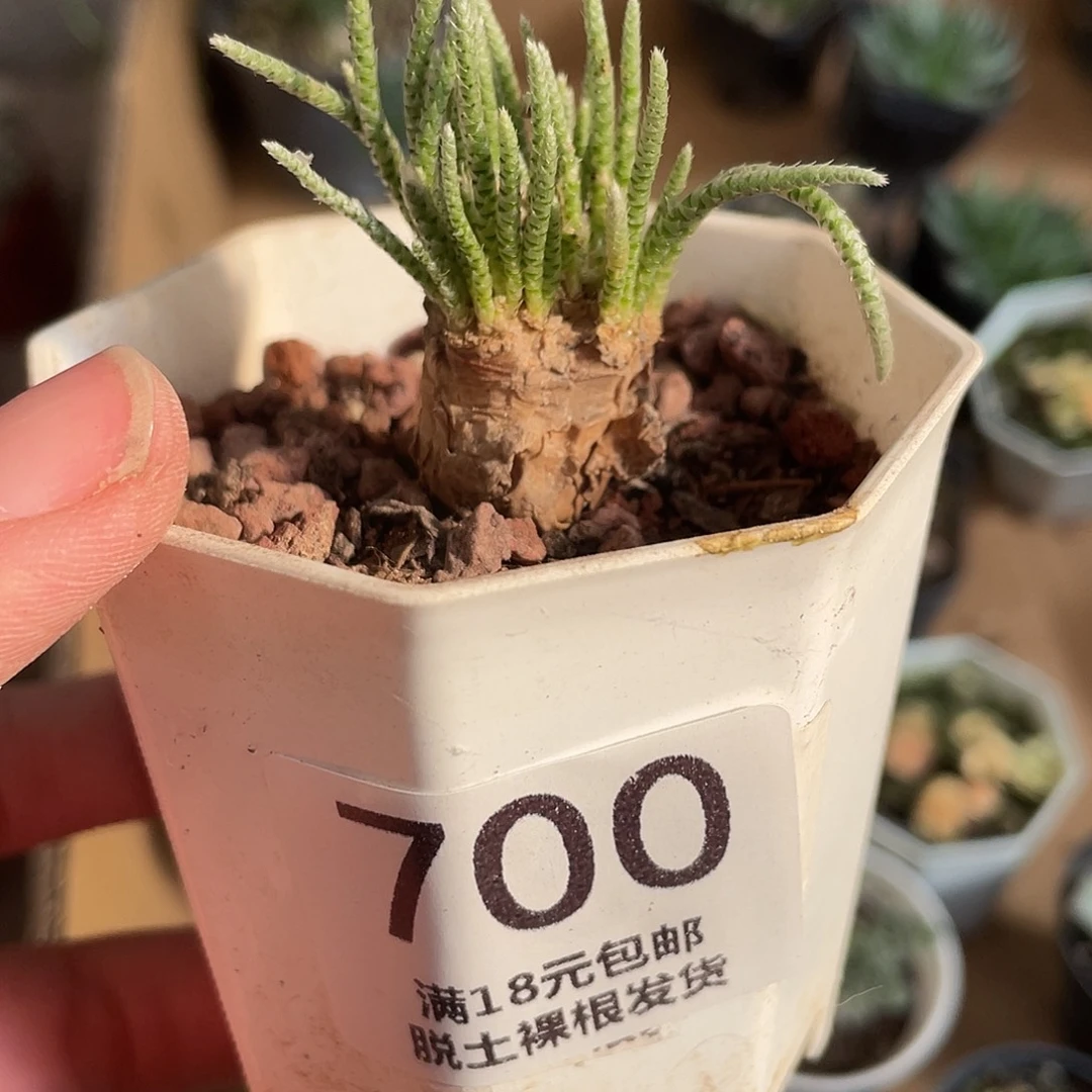 700特价韧锦块根植物