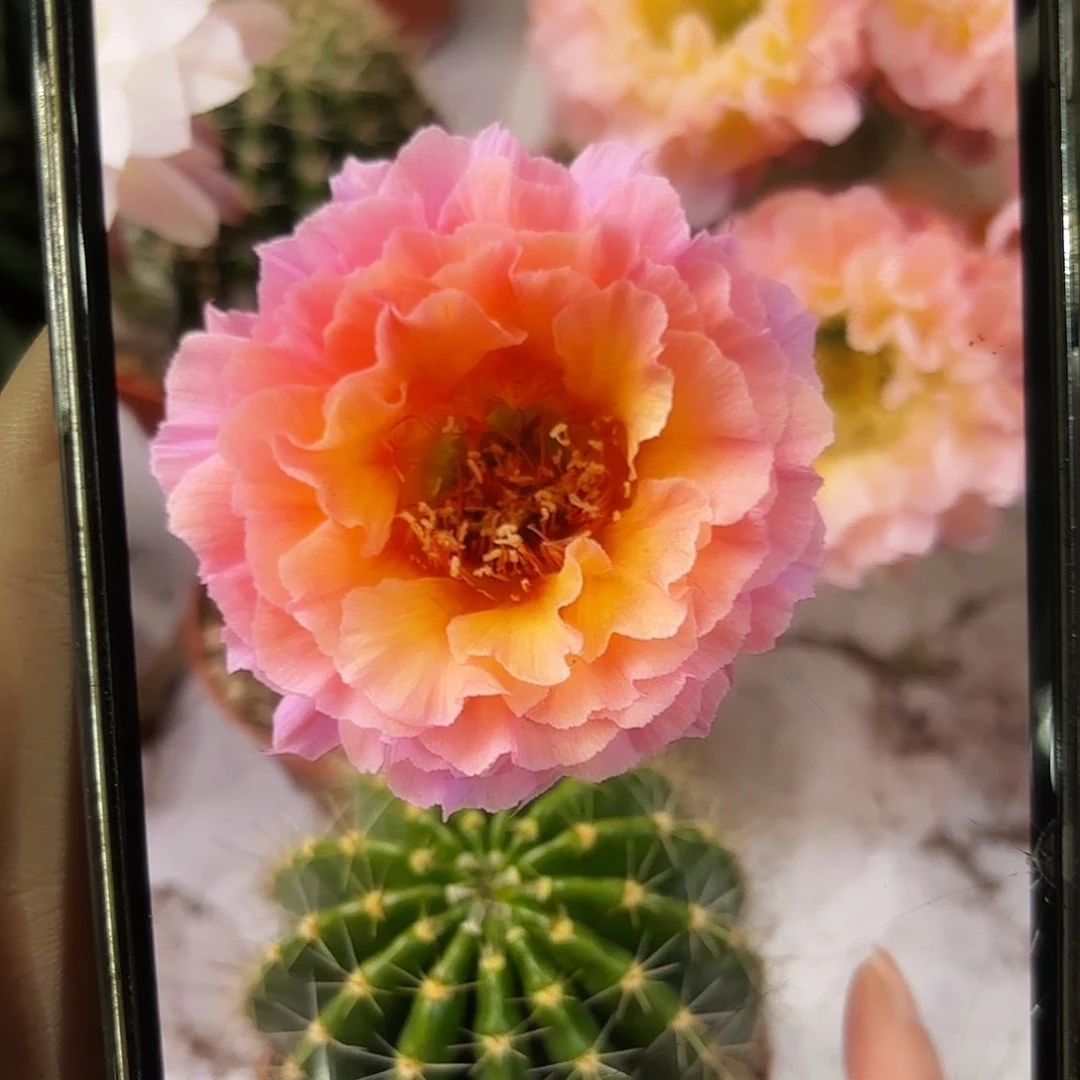 彩草青鸾火凤4公分侧牙
