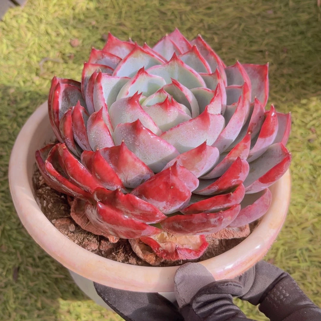 13公分惊鸿99998oiiio