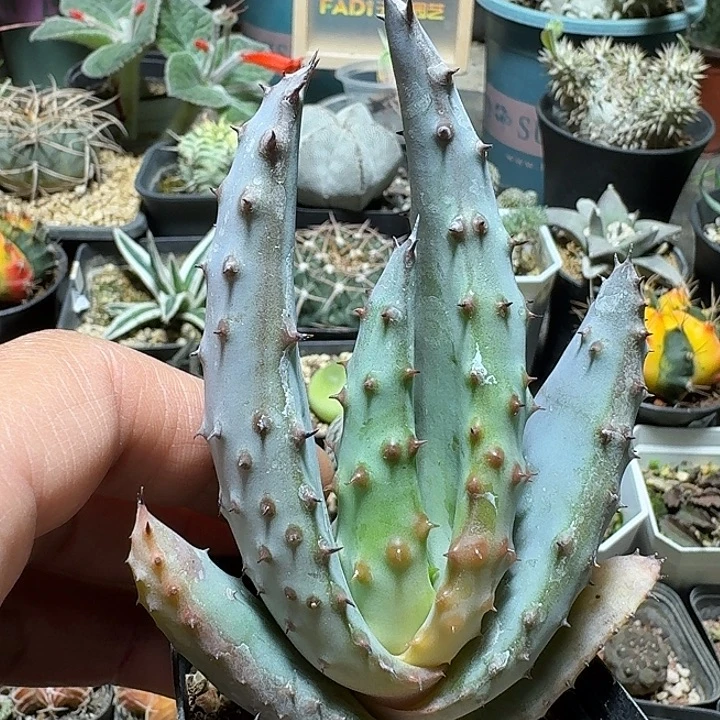 118强刺鬼切芦荟脱土发货