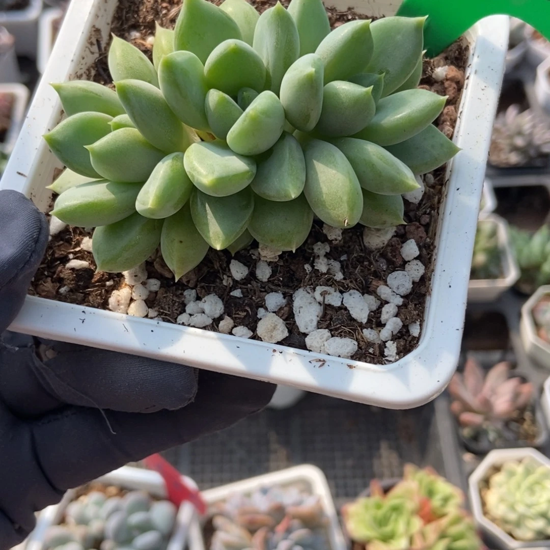 1920红象牙多肉植物