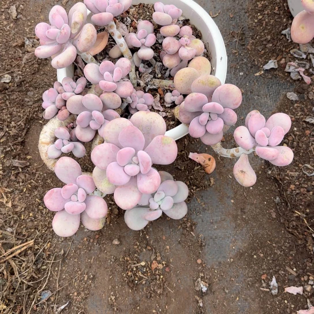 霞**理016号老庄多肉植物