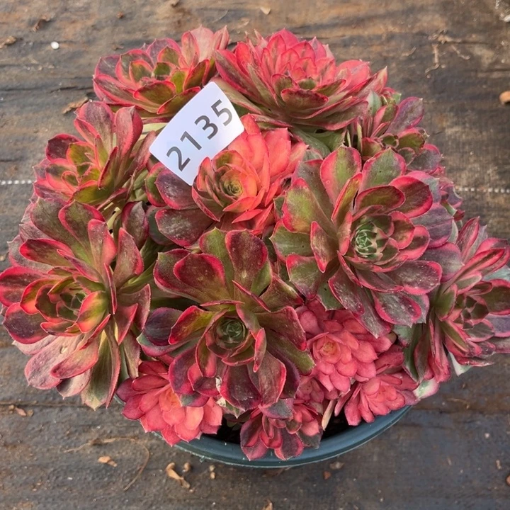 黑魔锦特价多肉发货