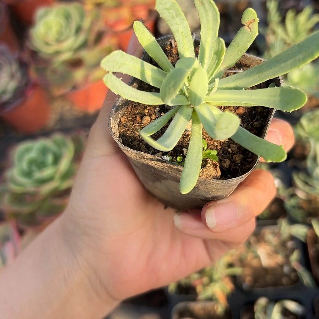 杜呃呃呃呃呃嗯呃呃