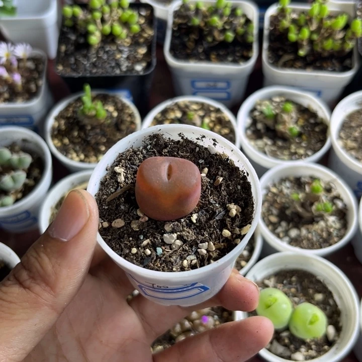 700 毛汉尼多肉植物