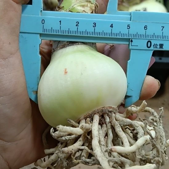 无花朵甜蜜粉黛5+