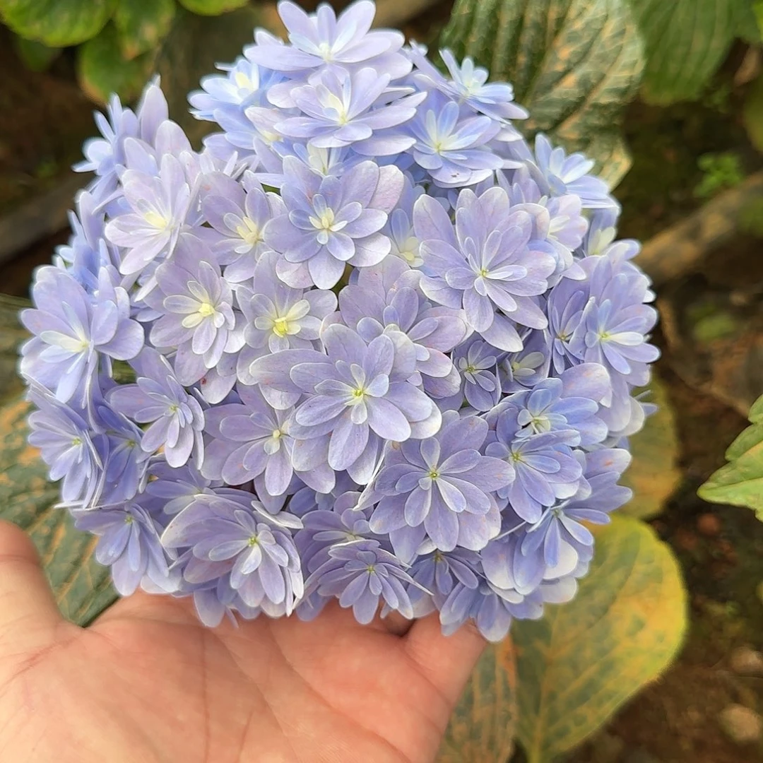 绣球切花一物一拍3枝起包邮，83