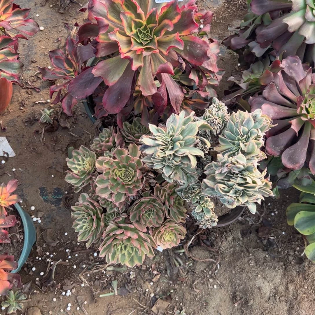 云***轻338三颗组合多肉植物法师