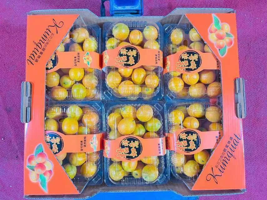 【脆皮金桔】金桔正宗广西滑皮金桔新鲜水果 山西省内满58包邮