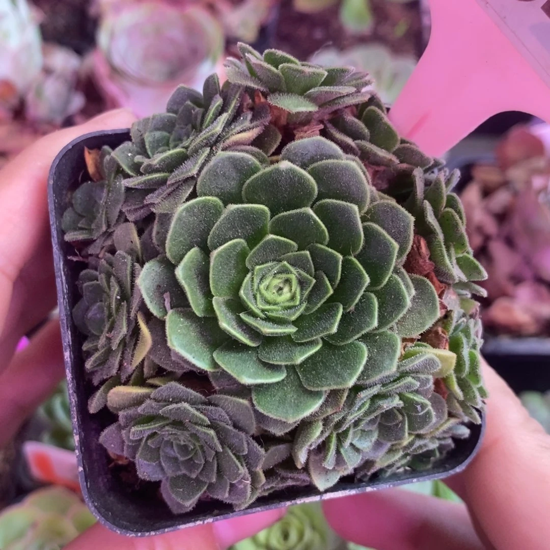 yjj354毛绒绒一物一拍