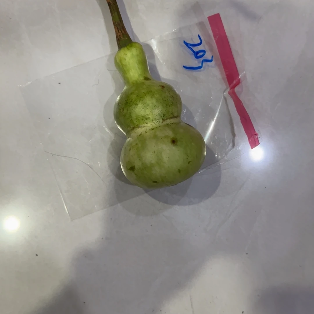 悠***_青皮不包成青皮不包成