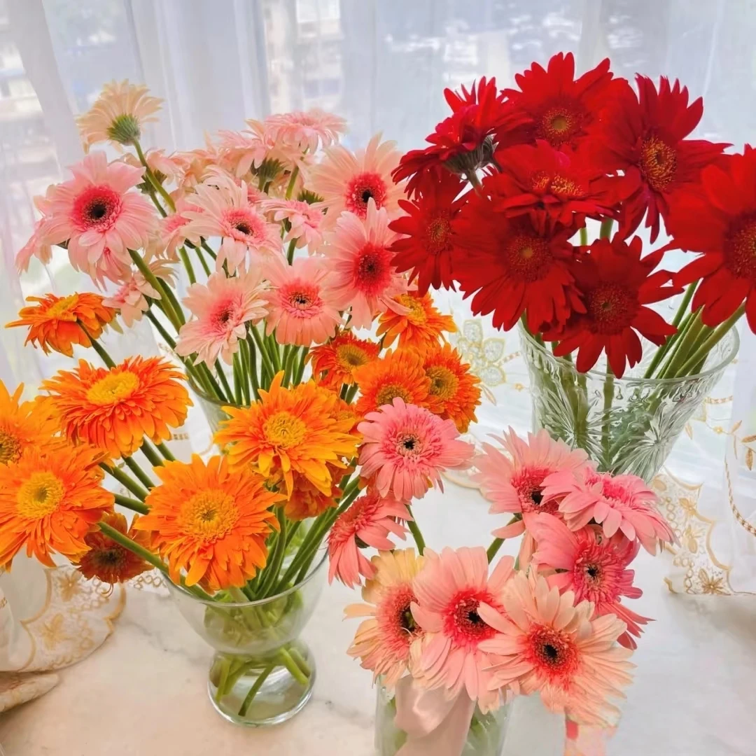 【扶郎】18-20支左右扶郎（太阳花）