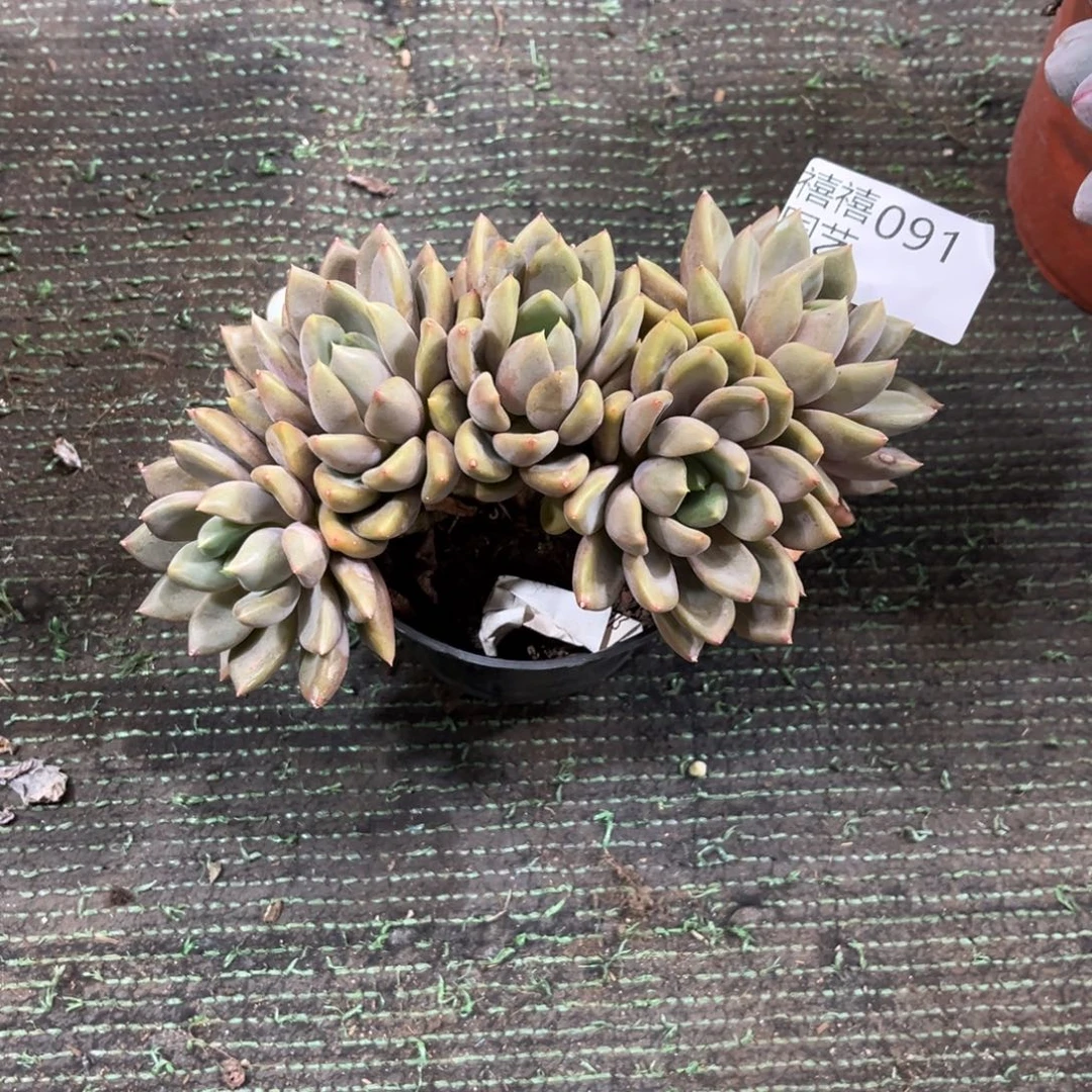 是***呀091象牙朵朵多肉植物～