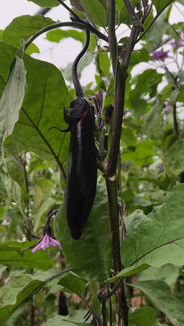 可生吃蘸酱的东北特色薄皮/汁水多/绿肉/的紫色水果小茄子紫茄子