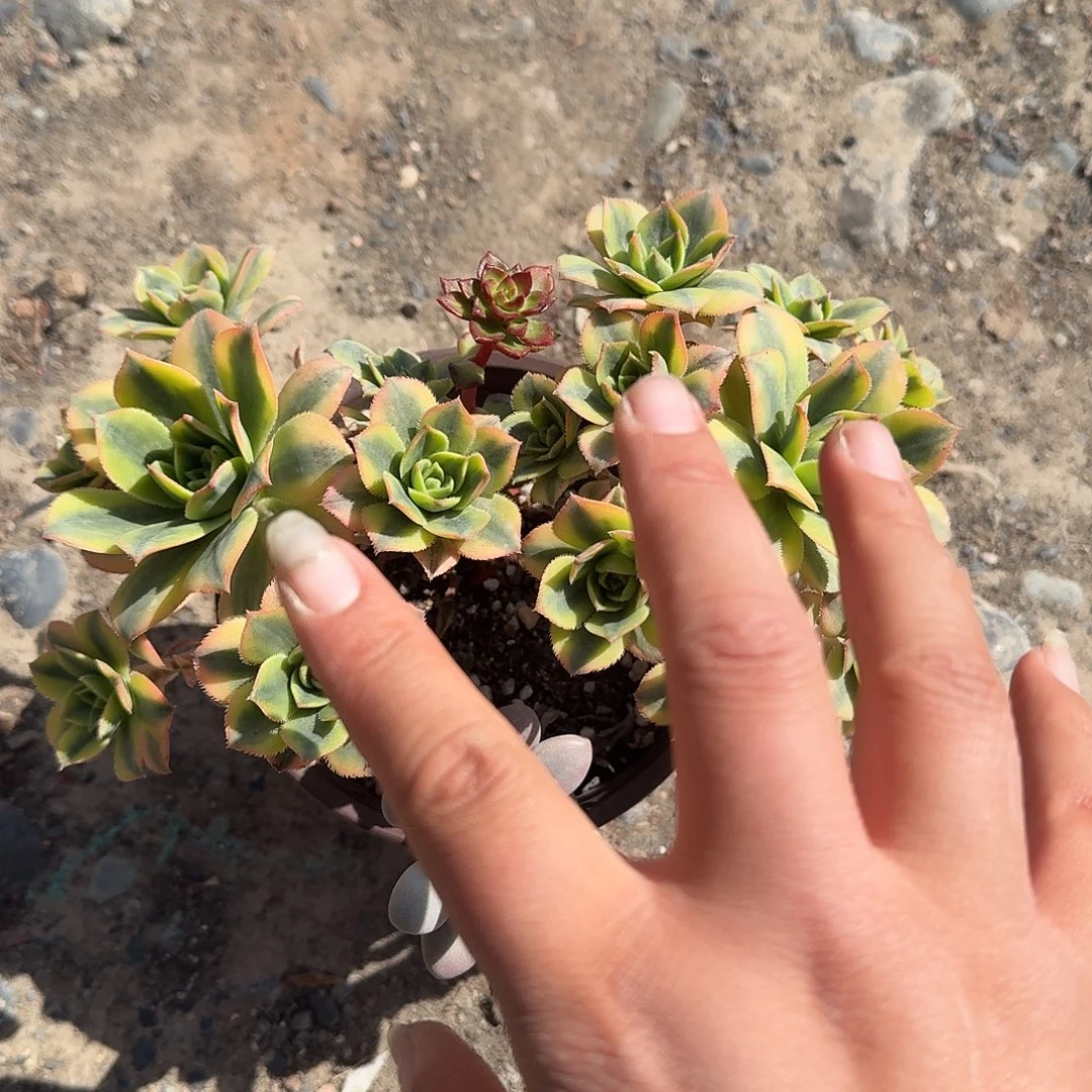 星爆多肉植物精品