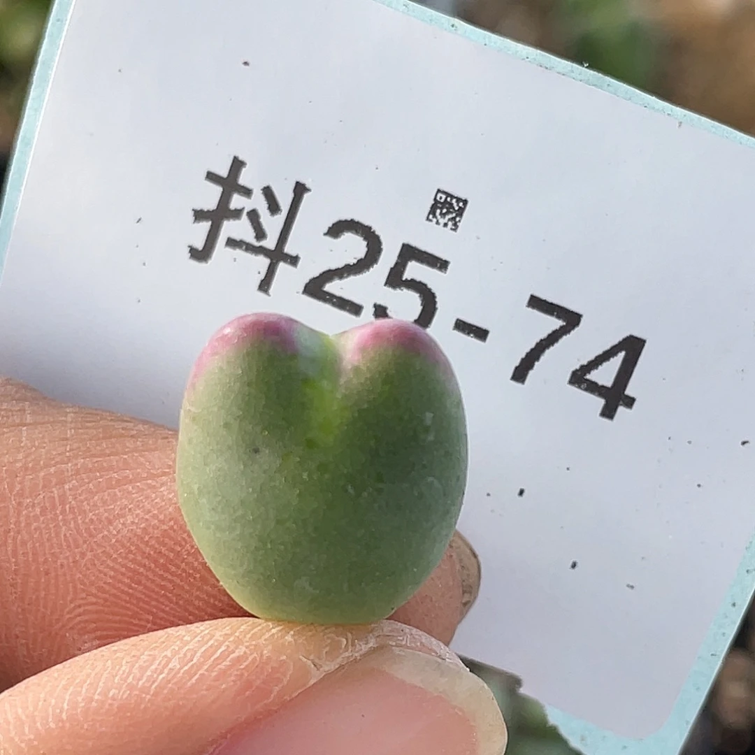 25-74比卡丘多肉植物