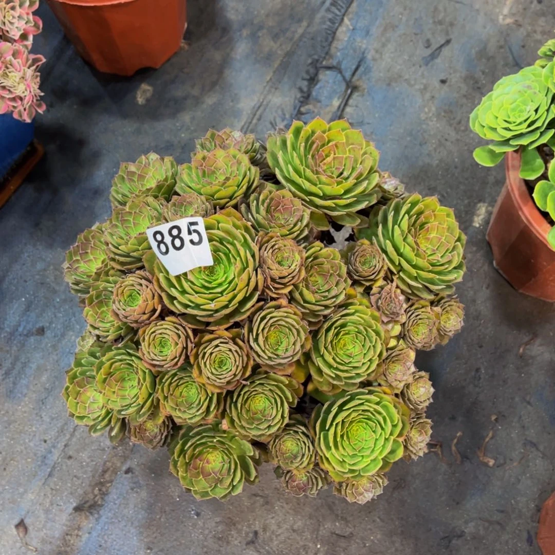多肉植物红魔885法师