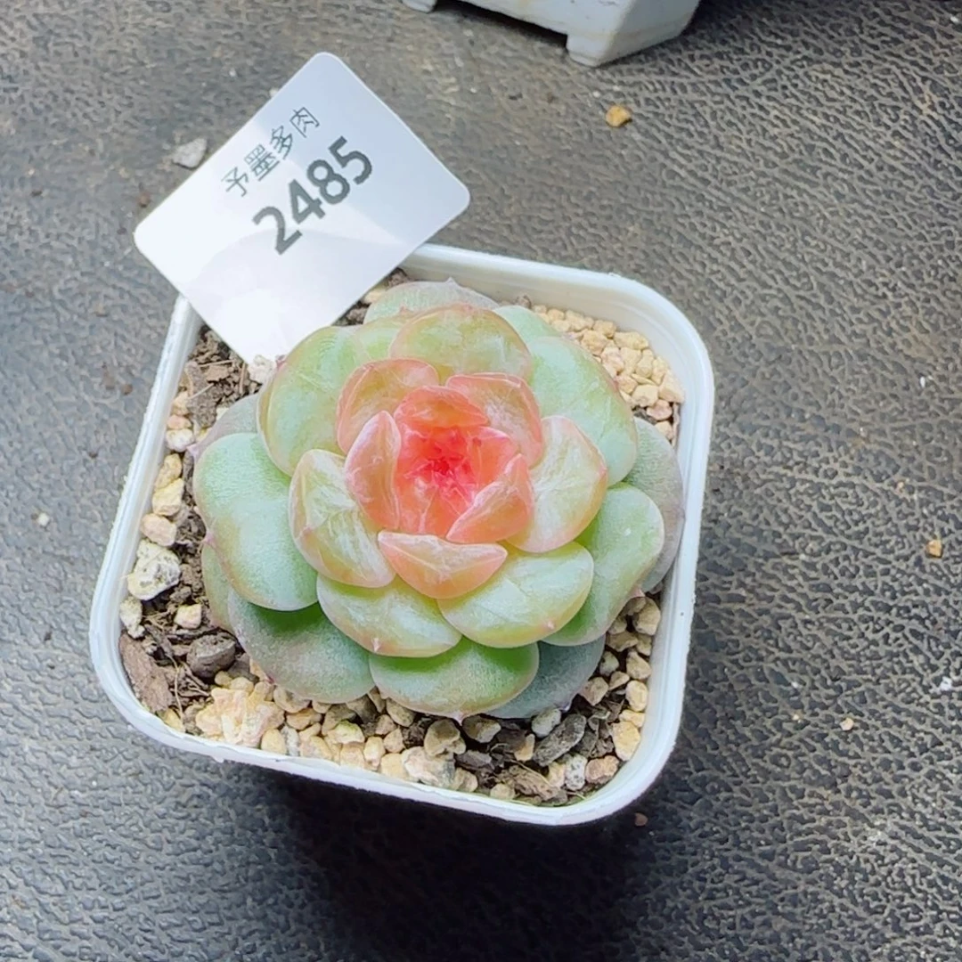 红心孤品，2485多肉植物