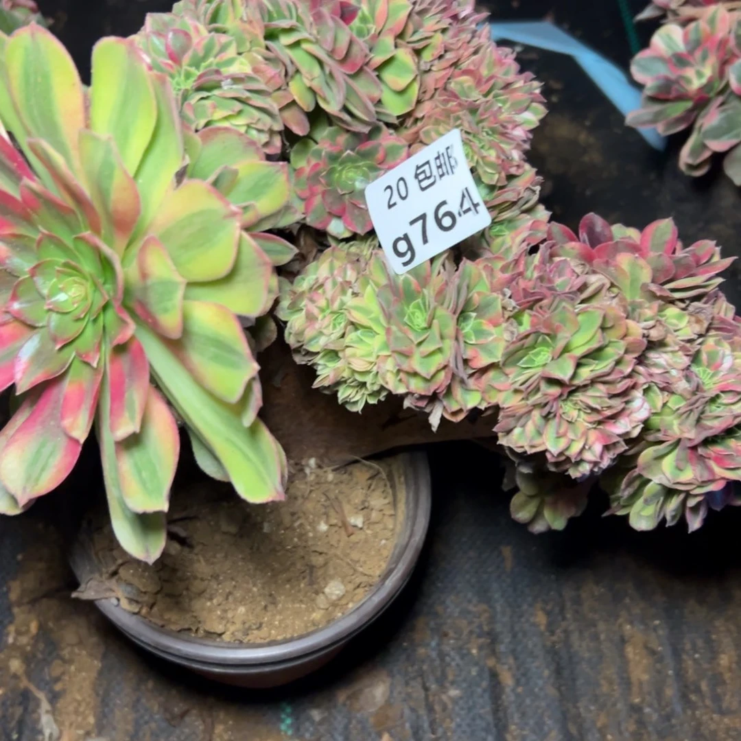 764雨荷缀，满20包邮嘟叮熊