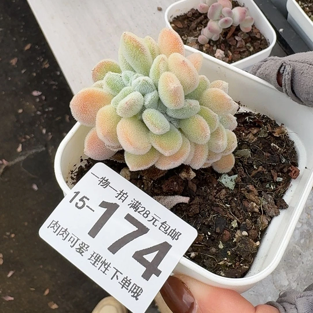 雪晃星缀化无盆土发货无