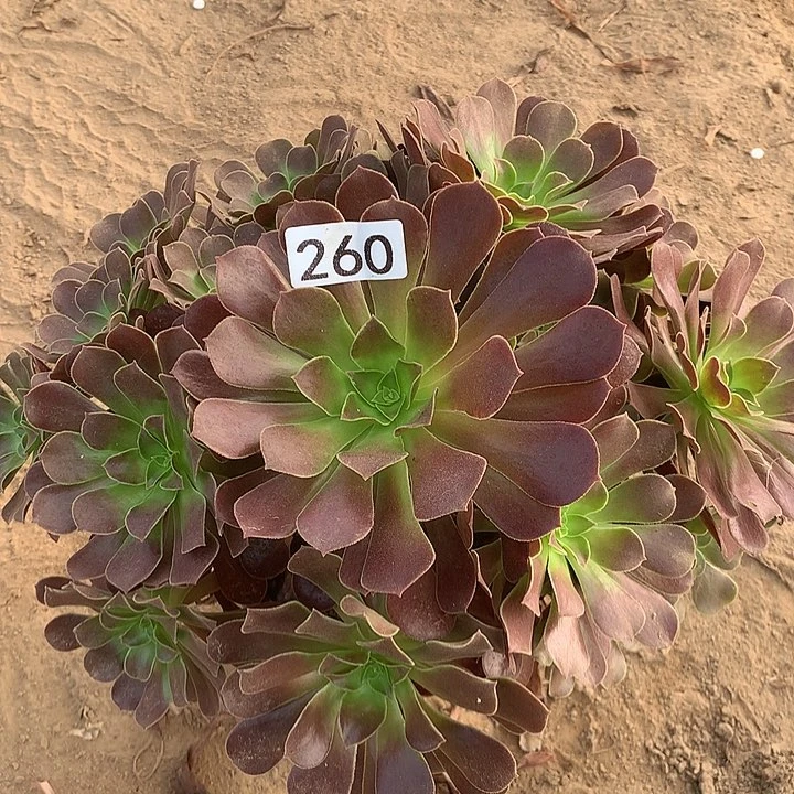 无花朵260梅花波蒂多肉