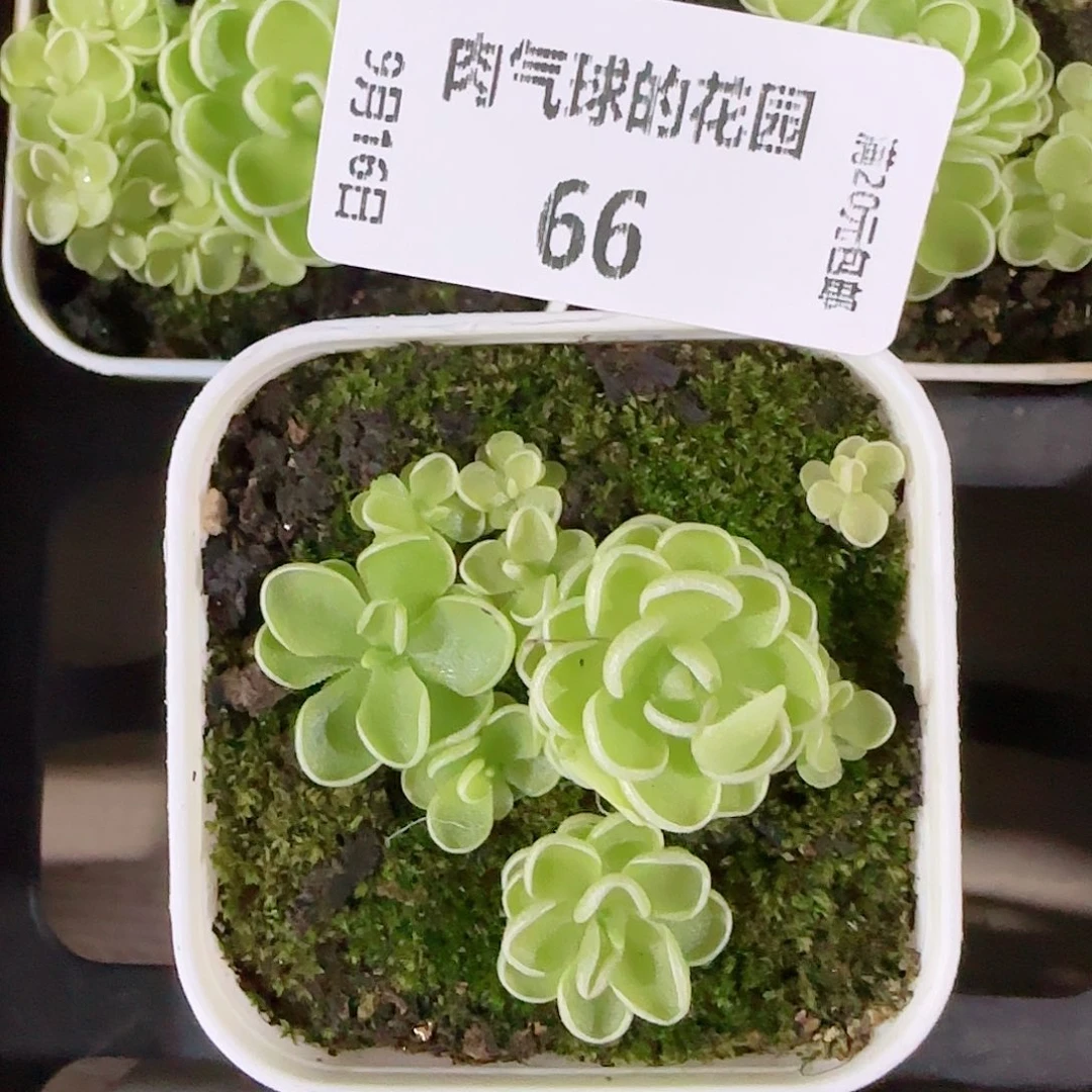 0916---66爱丽丝，