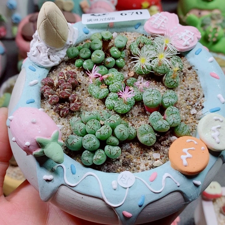 生石花花花花花670