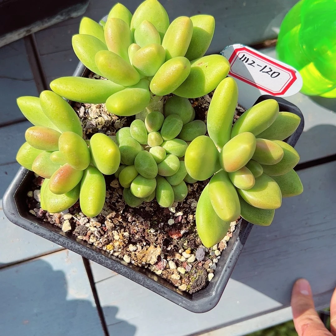 1112-120精控芒果奶