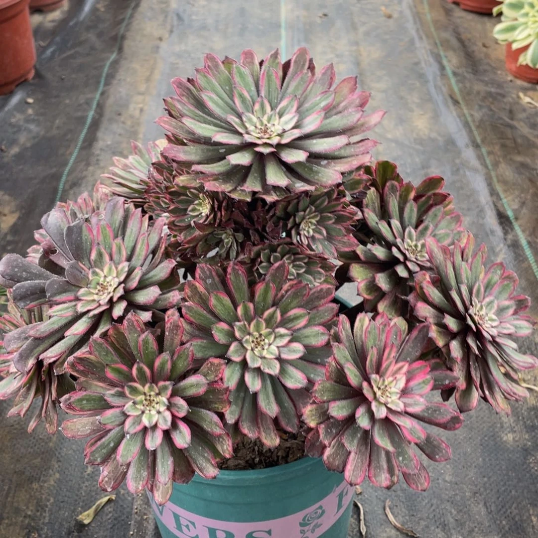 我****乖150紫霞仙子精品法师多肉