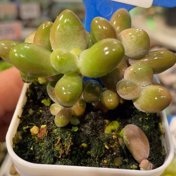 芒果奶412号的啊啊多肉啊啊