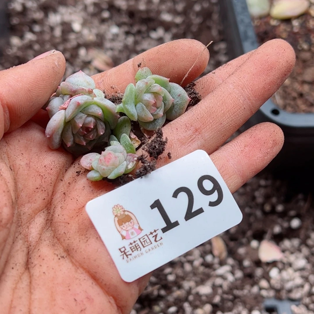 憨****。多肉植物多肉植物