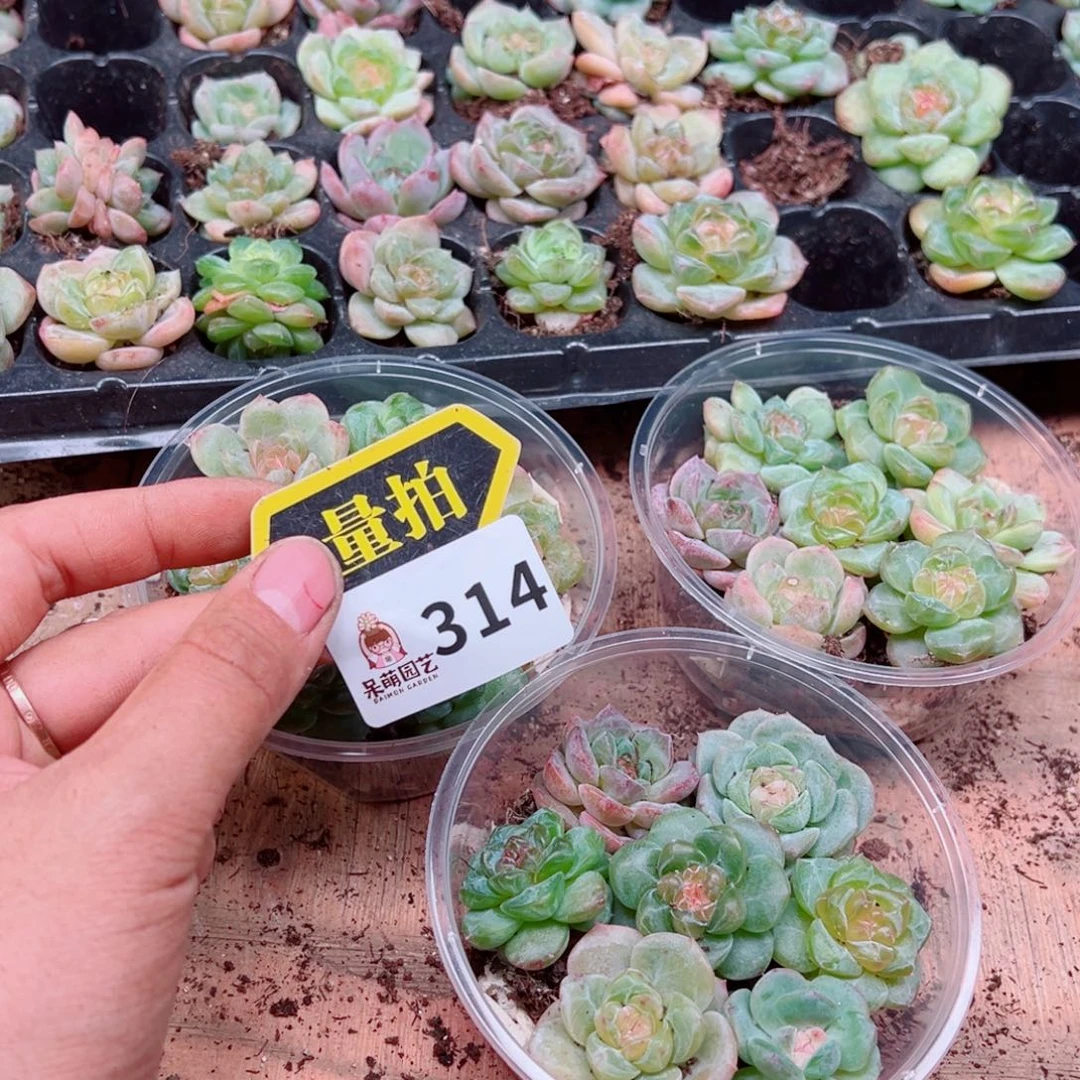 多肉植物多肉植物