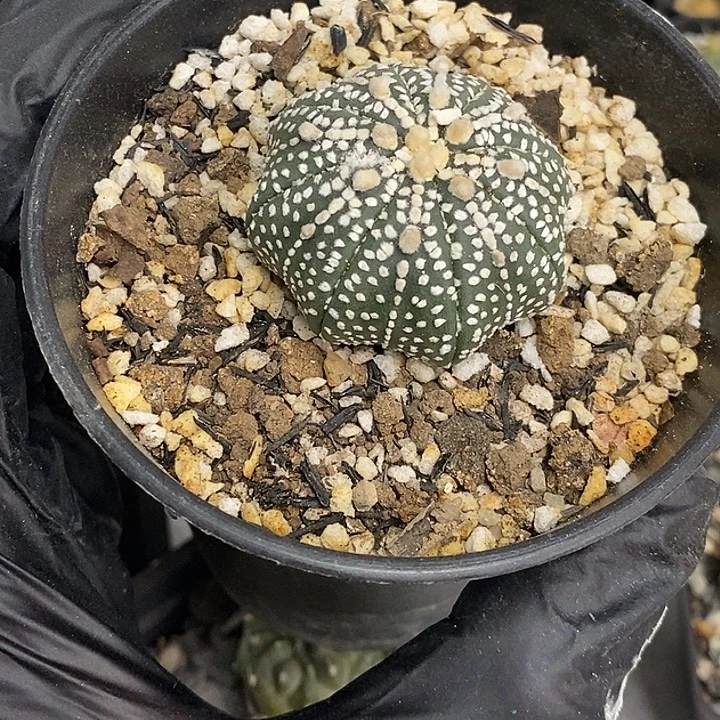 奇迹兜福利一个仙人球仙人掌