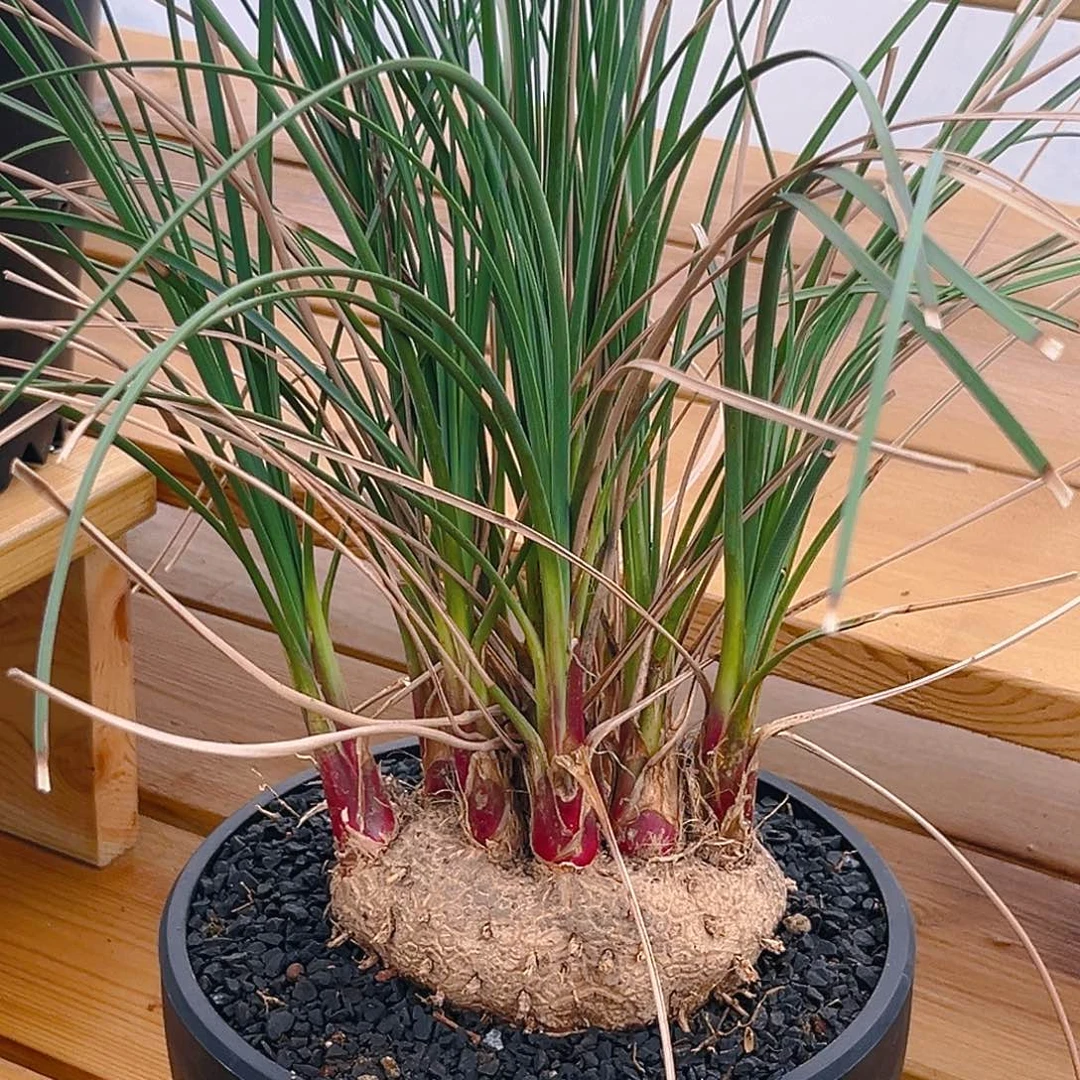 胡克酒瓶兰大头款