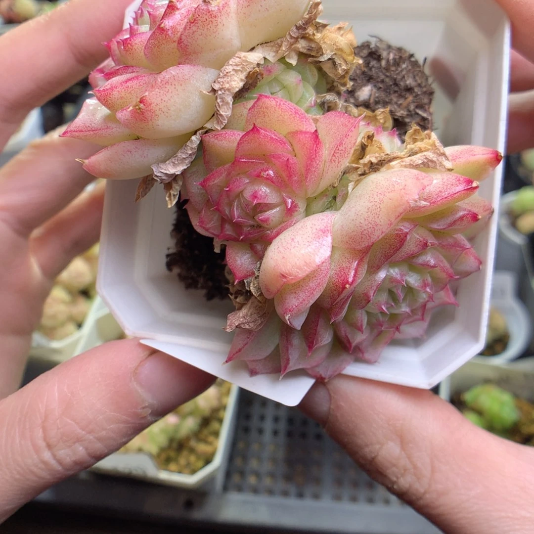 W138y y y y y y y y y y