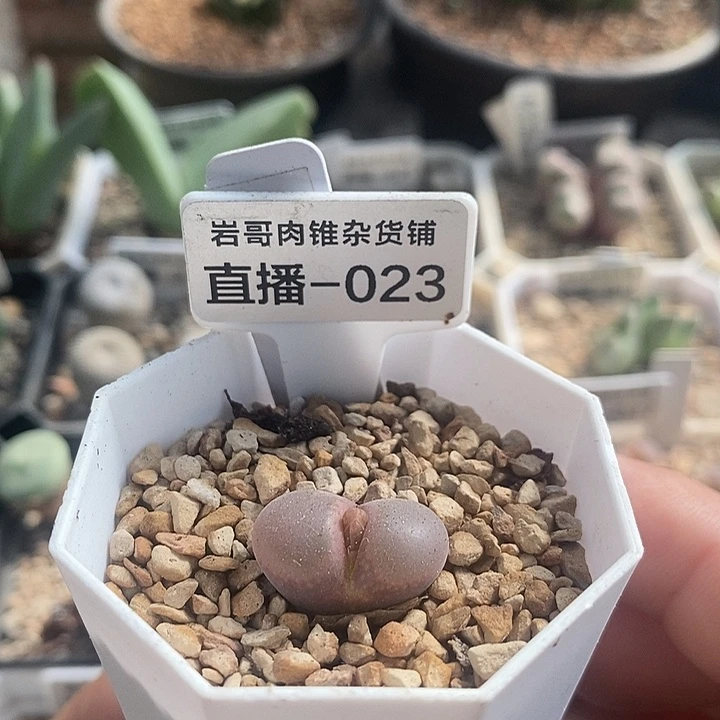 梅萨种源红宝石风铃