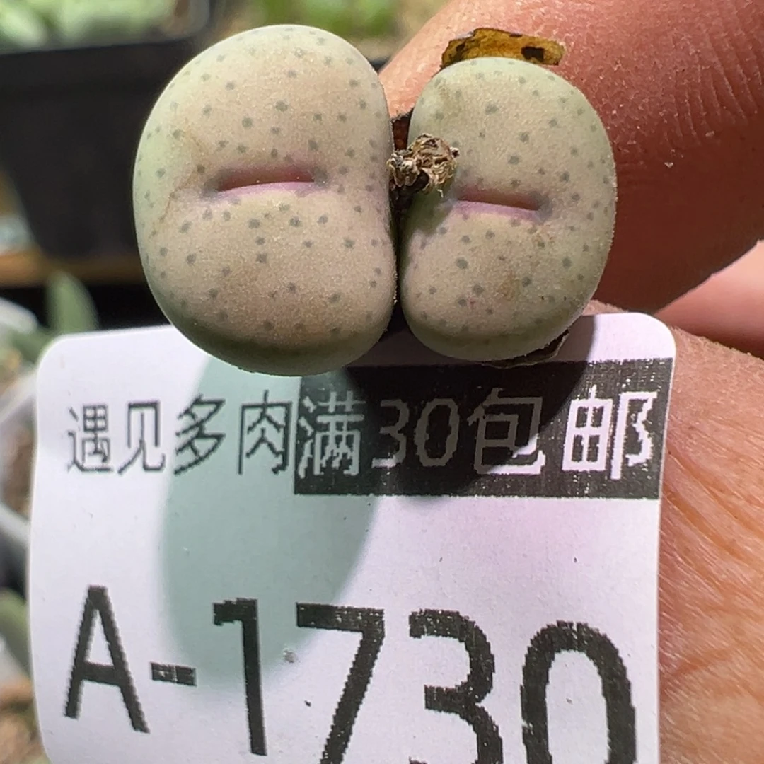 多肉植物11111111111111