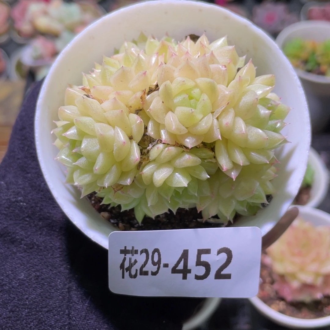 花利美29-452麦秆