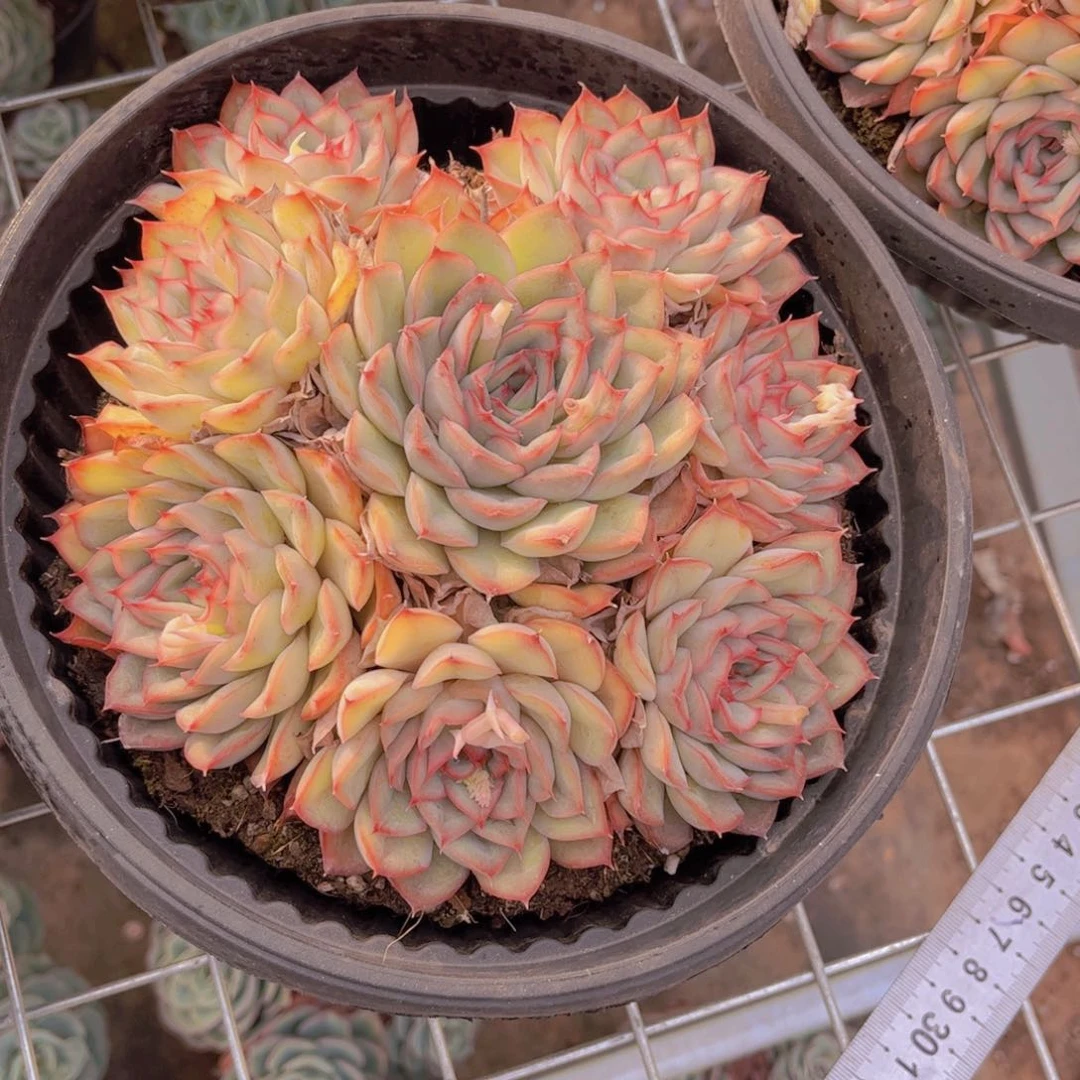 猎户座手捧一颗托土发货