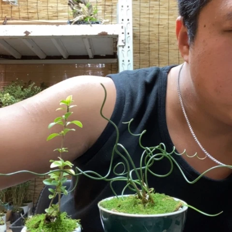 红陶Z*M一物一拍所见即所得116