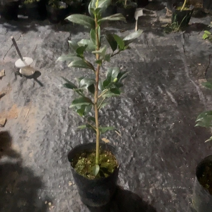 大部分开放少量花苞，特白乔