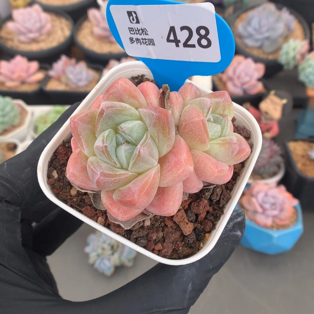 428 冰玉多肉多肉