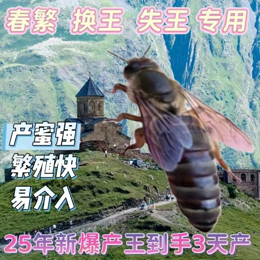 【包活到手】中蜂蜂王阿坝伏牛双色土蜂处女王【可选包交尾成功服务】