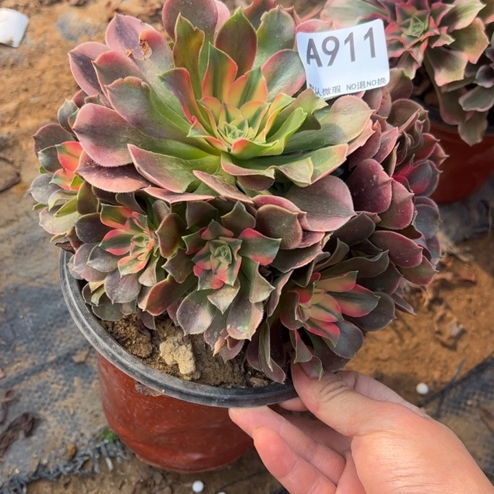 香妃多肉植物911.